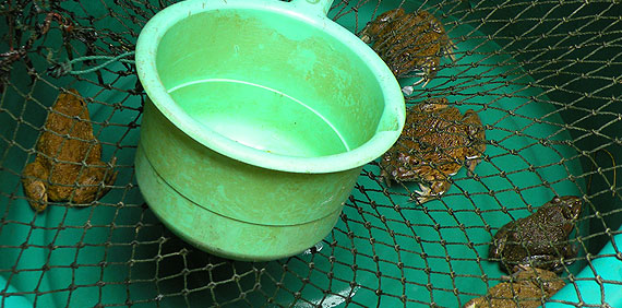 Ranas en un mercado de Chiang Mai. Night Bazar