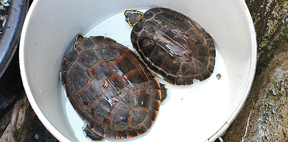 Tortugas en un mercado de Chiang Mai. Night Bazar