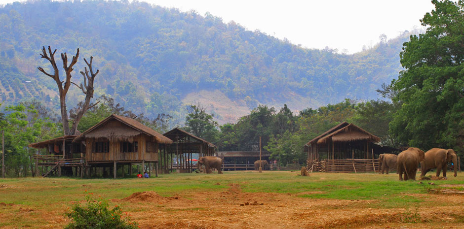 Campo de elefantes en Chiang Mai