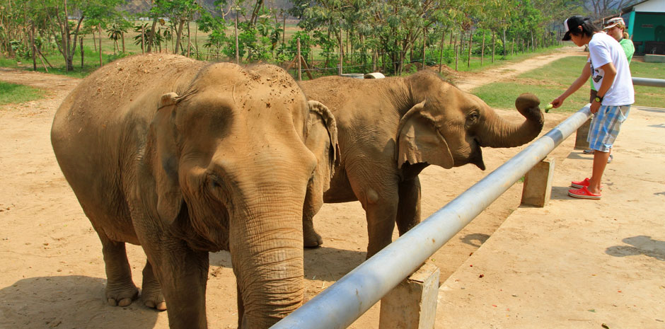 Los elefantes en Tailandia. Elephant Nature Park