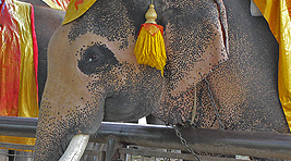 Elefante en Ayuthaya
