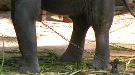 Cria de elefante atada