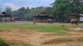 Nature Elephant Camp, donde los elefantes son la prioridad