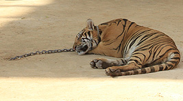 El famoso Tiger Temple tampoco es un ejemplo de comportamiento tico con los animales